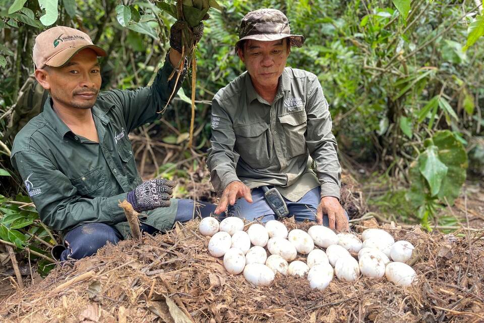 Eier seltener Krokodile in Kambodscha entdeckt Eier seltener Krokodile in Kambodscha entdeckt