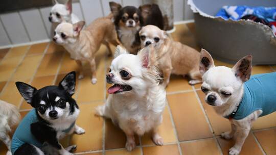 "Animal Hoarding"