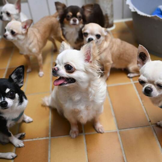 "Animal Hoarding"