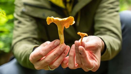 Pilzsaison Pilzsaison