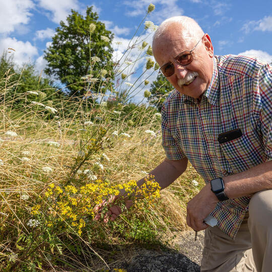 Der Ispringer Arzt Wolfgang Ballarin sorgt sich um die Ausbreitung des Jakobskreuzkrauts vor allem an Straßenrändern. Gefährlich