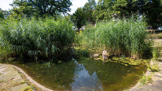 Teich Oststadtpark Pforzheim