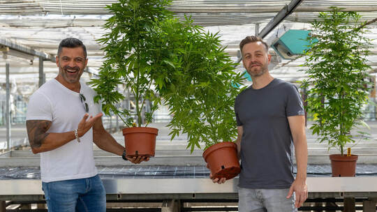 Besuch Cannabis Plantage Be Free