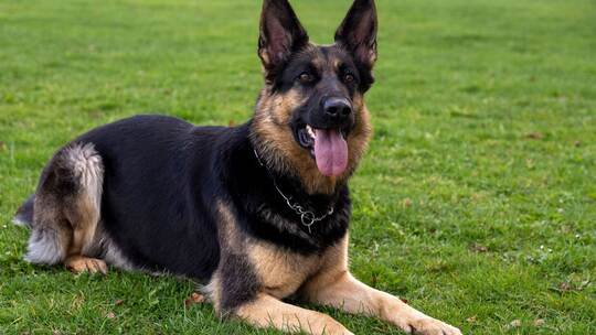 Deutscher Schäferhund