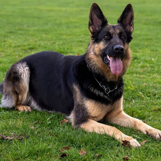 Deutscher Schäferhund