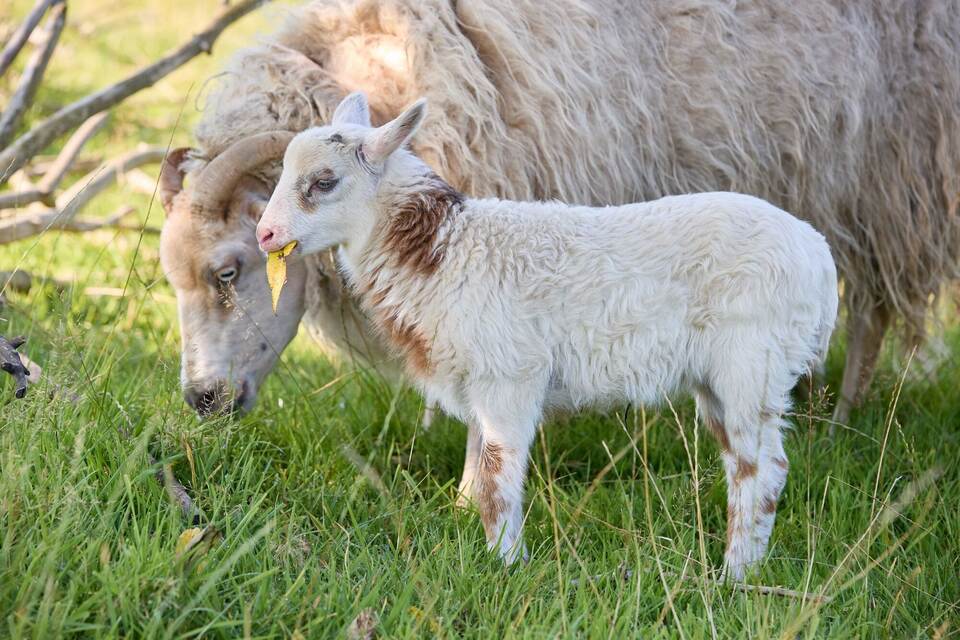 Schaf und Ziege zeugen mutmaßlich "Schiege"