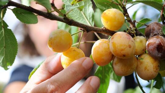 Die Obsternte steht bevor - mancherorts wird gestohlen