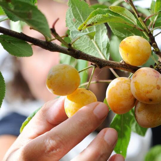 Die Obsternte steht bevor - mancherorts wird gestohlen