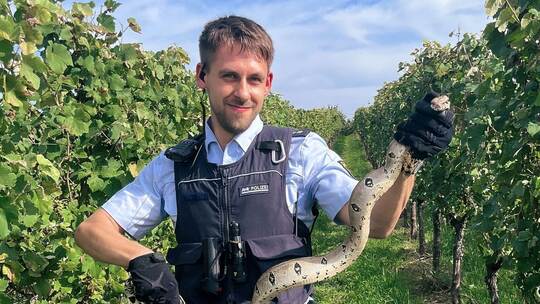 Kaiserboa in den Weinbergen entdeckt Kaiserboa in den Weinbergen entdeckt