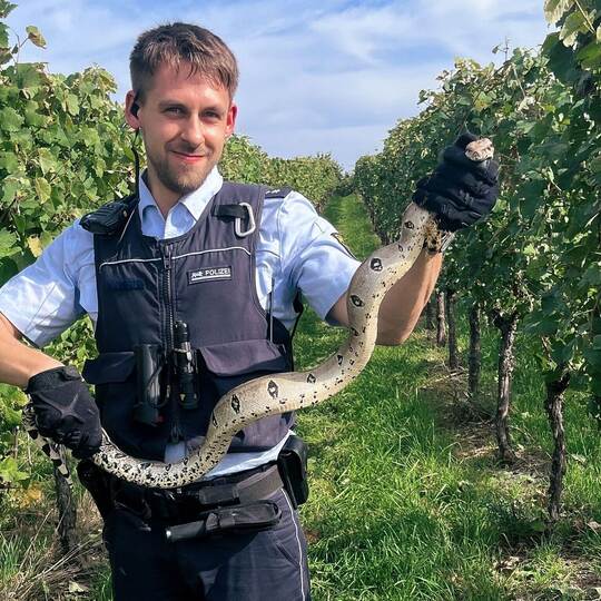 Kaiserboa in den Weinbergen entdeckt Kaiserboa in den Weinbergen entdeckt