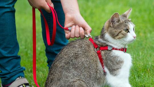 Katze mit Geschirr Katze mit Geschirr