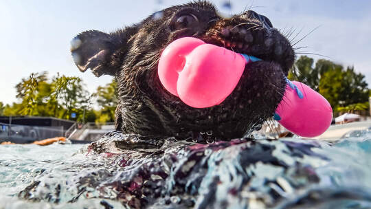 Hunde-Schwimmen im Rheinstrandbad Rappenwört