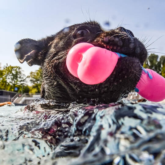 Hunde-Schwimmen im Rheinstrandbad Rappenwört