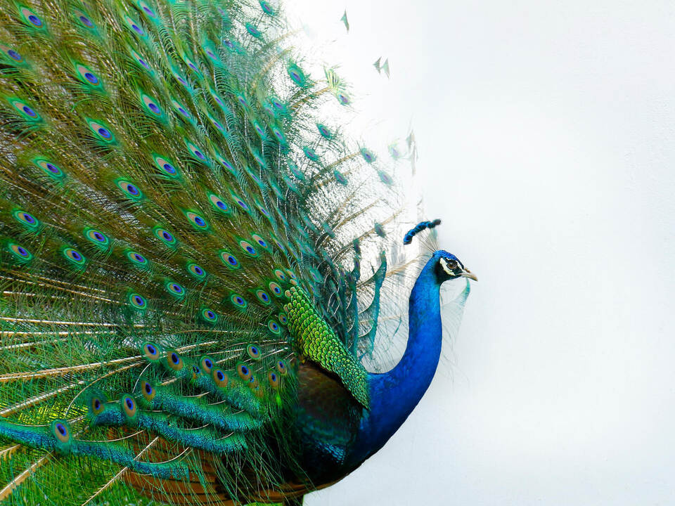 Der männliche Pfau sieht super aus. Doch wenn dem Weibchen sein gefiedertes Rad nicht gefällt, hat er keine Chancen bei ihr. MIC