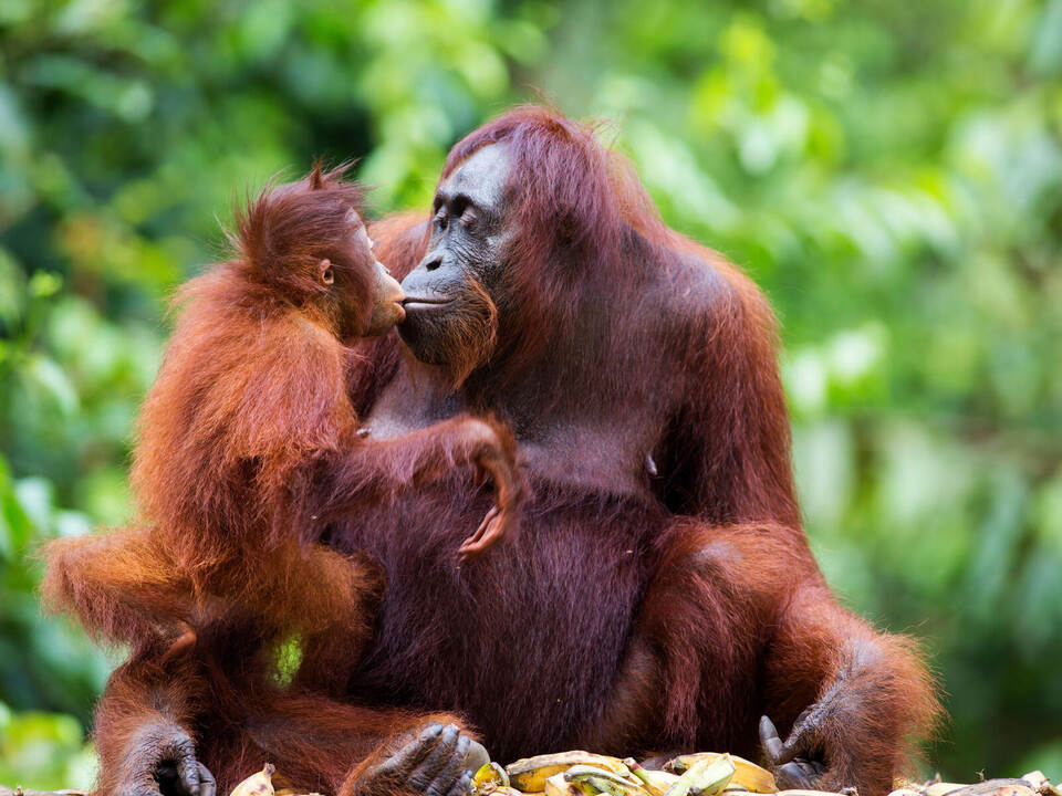 Helikoptermütter bei Tieren? Bei Orang-Utans ist die Mutter-Kind-Beziehung besonders eng und lang. Davidson/stock.adobe.com