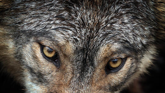 Ein Wolf im Wildpark