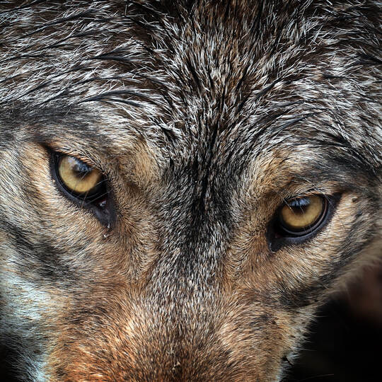 Ein Wolf im Wildpark