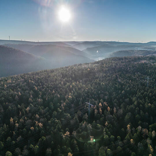 Birkenfeld Gewann Bergwald