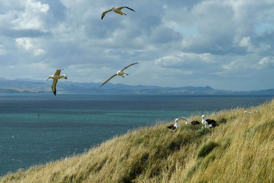 Nördlicher Königsalbatros