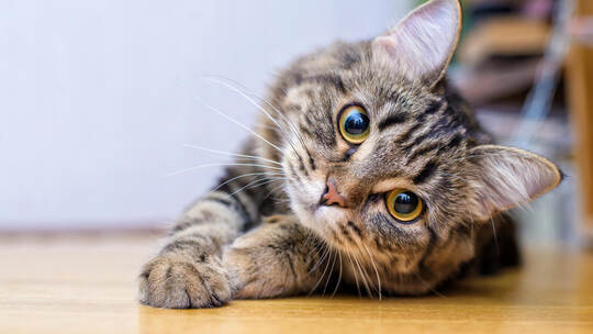 Portrait of a beautiful gray striped cat close up