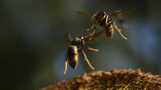 Die Asiatische Hornisse gefährdet heimische Arten, vor allem Honigbienen, und breitet sich auch in der Region immer weiter aus. Asiatische Hornisse