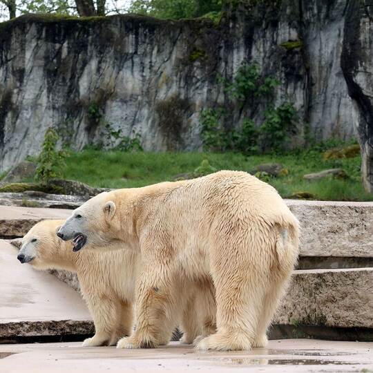 Zwei Eisbären im Karlsruher Zoo geboren Zwei Eisbären im Karlsruher Zoo geboren