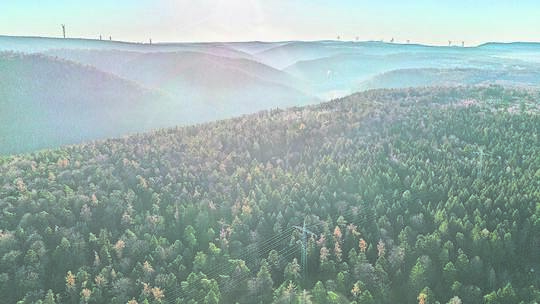 Birkenfeld Gewann Bergwald