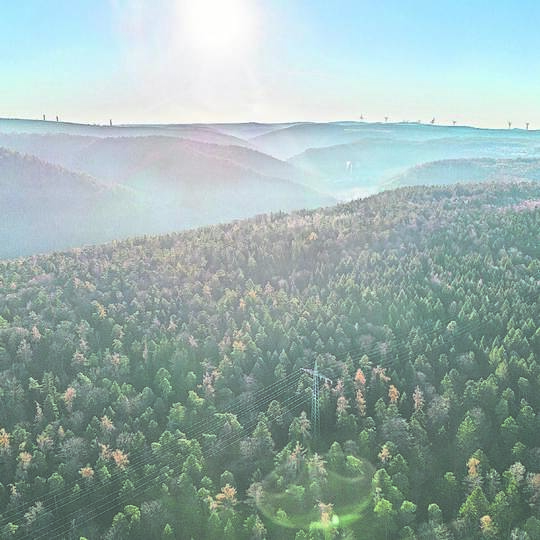 Birkenfeld Gewann Bergwald