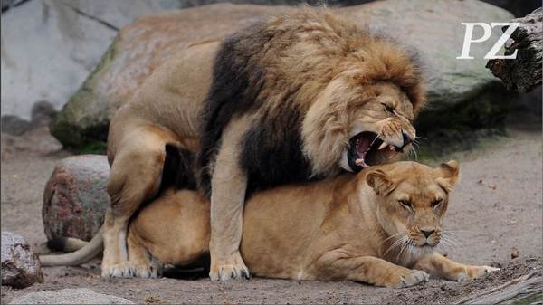 Sex im Tierreich: Interview mit Biologe Mario Ludwig - Video - Pforzheimer-Zeitung